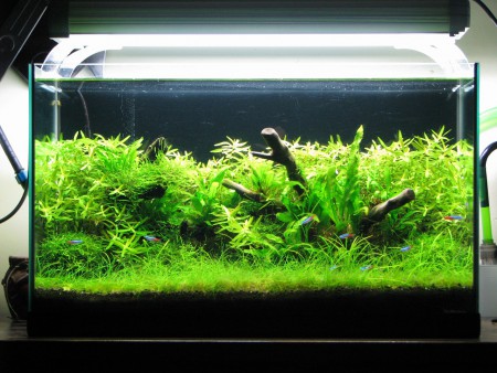 acquario naturale zen 80x40x45 del sig. giuseppe